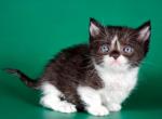 Arseniy - Devon Rex Cat For Sale - Norwalk&comma; CT&comma; US