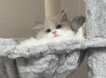 Freya - Ragdoll Cat For Sale - 