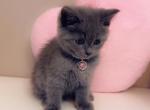 Lovely - Scottish Straight Cat For Sale - Vancouver&comma; WA&comma; US