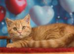 Quentin - British Shorthair Cat For Sale - Grayslake&comma; IL&comma; US