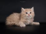 Viking - Siberian Cat For Sale - Grayslake&comma; IL&comma; US