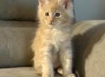 Red Silver Tabby Maine Coon Kitten - Maine Coon Cat For Sale - Union City&comma; MI&comma; US