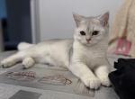 Daniel - British Shorthair Cat For Sale - New York&comma; NY&comma; US