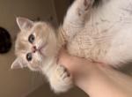 Sesame - British Shorthair Cat For Sale - Fairfax&comma; VA&comma; US