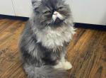 Hope - Persian Cat For Sale - Muscle Shoals&comma; AL&comma; US