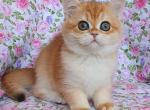 LilyBri - British Shorthair Cat For Sale - Brooklyn&comma; NY&comma; US