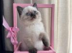 Winnie - Scottish Straight Cat For Sale - Brooklyn&comma; NY&comma; US