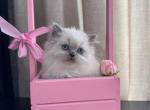 Wendy - Scottish Straight Cat For Sale - Brooklyn&comma; NY&comma; US