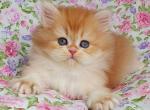 Croissant - British Shorthair Cat For Sale - Brooklyn&comma; NY&comma; US