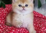 Gabriella - British Shorthair Cat For Sale - Brooklyn&comma; NY&comma; US