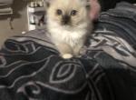Seal Mitted female Ragdoll - Ragdoll Cat For Sale - Pittsfield&comma; MA&comma; US