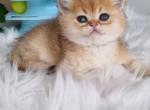 Garik - British Shorthair Cat For Sale - Brooklyn&comma; NY&comma; US