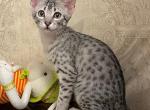 Khenza - Egyptian Mau Cat For Sale - Miami&comma; FL&comma; US
