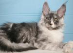 Yogurt - Maine Coon Cat For Sale - Hollywood&comma; FL&comma; US