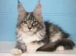 Yoko - Maine Coon Cat For Sale - Hollywood&comma; FL&comma; US
