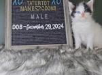 Snoopy - Maine Coon Cat For Sale - Braham&comma; MN&comma; US