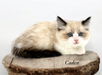 Caden - Munchkin Cat For Sale - Neosho&comma; MO&comma; US