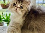 Elona - Persian Cat For Sale - Houston&comma; TX&comma; US