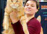Amelia - Maine Coon Cat For Sale - Westfield&comma; IN&comma; US