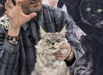 Moana - Maine Coon Cat For Sale - Westfield&comma; IN&comma; US