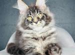 Geshka - Maine Coon Cat For Sale - Hollywood&comma; FL&comma; US