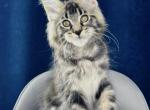Jock - Maine Coon Cat For Sale - Hollywood&comma; FL&comma; US