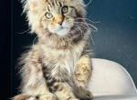 Egera - Maine Coon Cat For Sale - Hollywood&comma; FL&comma; US