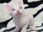 Amur - Devon Rex Cat For Sale - Norwalk&comma; CT&comma; US