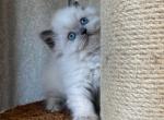 Wendy - Scottish Straight Cat For Sale - Pembroke Pines&comma; FL&comma; US