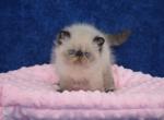 Colombiana - Exotic Cat For Sale - Pembroke Pines&comma; FL&comma; US