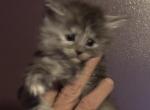 Ice and Chatham - Maine Coon Cat For Sale - Fall River&comma; MA&comma; US