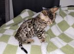 Blue - Bengal Cat For Sale - Lincoln&comma; NE&comma; US
