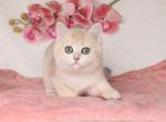 Alaska - British Shorthair Cat For Sale - Jacksonville&comma; FL&comma; US