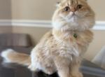 Bublik - Scottish Fold Cat For Sale - Jacksonville&comma; FL&comma; US