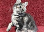 Belle Polydactyl - Maine Coon Cat For Sale - Miami&comma; FL&comma; US