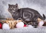 Enigma - Scottish Straight Cat For Sale - Hollywood&comma; FL&comma; US