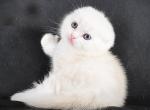 Bublik - Scottish Fold Cat For Sale - Hollywood&comma; FL&comma; US