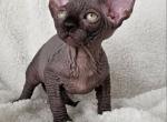 Sphynx Boy Pepperoni TICA rights Ready to go home - Sphynx Cat For Sale - Lockport&comma; IL&comma; US