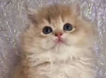 David blue golden shaded ay 11 chinchilla baby boy - Persian Kitten For Sale - Los Angeles&comma; CA&comma; US