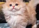 Daniela lilac golden shell cy 12 longhair girl - Persian Kitten For Sale - Los Angeles&comma; CA&comma; US