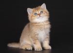 Melfey golden chinchilla british shorthair boy - British Shorthair Cat For Sale - Los Angeles&comma; CA&comma; US