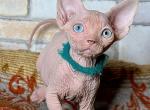Pifagor - Sphynx Cat For Sale - Pembroke Pines&comma; FL&comma; US