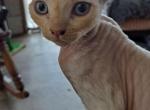 Babs - Devon Rex Cat For Sale - Stanford&comma; MT&comma; US