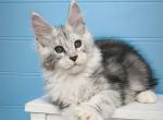 Yeger - Maine Coon Cat For Sale - Hollywood&comma; FL&comma; US