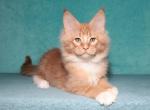 Red - Maine Coon Cat For Sale - Hollywood&comma; FL&comma; US