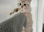 female Highland Lynx kittens Polydactyl - Highlander Cat For Sale - Absarokee&comma; MT&comma; US
