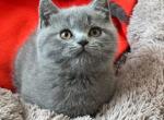 Kruz - British Shorthair Cat For Sale - Hollywood&comma; FL&comma; US