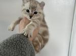 Male highland lynx polydactyl kitten conditional - Highlander Cat For Sale - Absarokee&comma; MT&comma; US