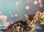 Sydney - Munchkin Cat For Sale - Pembroke Pines&comma; FL&comma; US