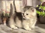 Theodore - Munchkin Cat For Sale - Pembroke Pines&comma; FL&comma; US